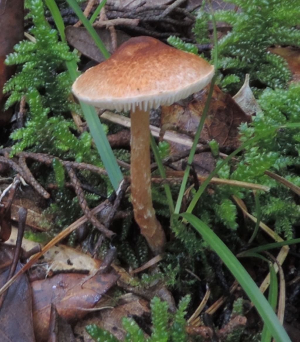 Funghi di novembre 7